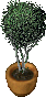 Ultima Online - RarePottedTree